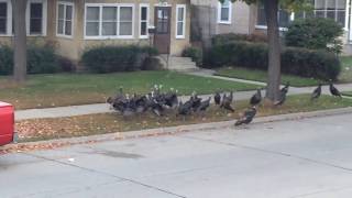 Gangs of Turkeys In Northeast Minneapolis [upl. by Rosetta]