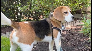 Cute beagle goes on a rabbit hunt [upl. by Itch]