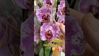 данапротасова orchid орхидеи orchideen orchideenpflege blooming zeboorhids зебо [upl. by Ahtiekahs579]