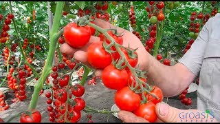 Episode 11  Increase the yield of your tomato plants with mycorrhiza fungi [upl. by Noivax]