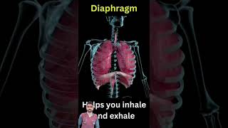 Diaphragm anatomy respiratoryorgans doctor internalorgans organsystem [upl. by Oswald]