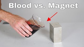 Giant Neodymium Monster Magnet vs Blood Its Attracted [upl. by Asilec475]