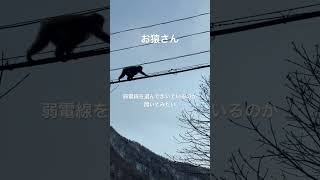 お猿さん感電しないね 弱電線を選んで歩いているの？あなたに聞きたいshorts japan monkey 猿 [upl. by Berkshire435]