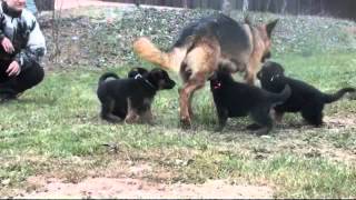 Les chiots Berger allemand a Holi  1 mois de vie [upl. by Olney]