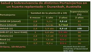 Variedades de palto [upl. by Arianna]