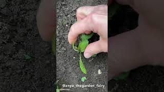 How to get more flowers on verbena bonariensis [upl. by Adao]