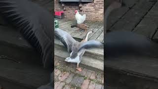 Egbert The Goose Welcomes Me Home [upl. by Aiak]