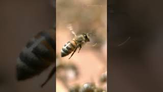 Honeybees Secret Dance Language animalsfacts honeybees insectsfacts invideoai [upl. by Skiba]