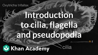 Introduction to cilia flagella and pseudopodia  Cells  High school biology  Khan Academy [upl. by Arutek]