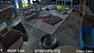 SNAP Cats Kitten Catio [upl. by Braynard]