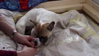 Amazing French Bulldog Birth Part 3 of 3 Französische Bulldogg Hundegeburt [upl. by Rori]