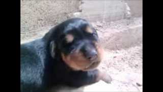 Rottweiler Cachorro ladrando [upl. by Sivad]