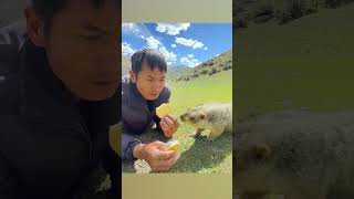 Marmot Wants Biscuit  Ozzy Man Quickies [upl. by Meara]