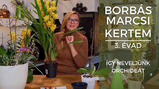 Borbás Marcsi  Kertem Így neveljünk orchideát [upl. by Sihtnyc955]