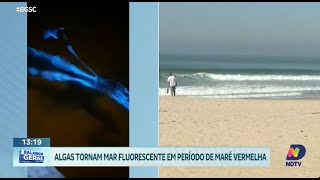 Mar de Itajaí e Balneário Camboriú fica fluorescente entenda o fenômeno das algas [upl. by Hutt202]