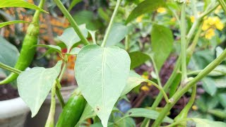 how to grow chilli plant seeds and care tips 🌿 [upl. by Clemens87]