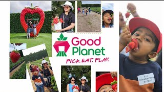 STRAWBERRY PICK UP  GOOD PLANET  AUCKLAND  New Zealand 🇳🇿  MALLU [upl. by Norved]