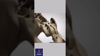 Vertebrae Anatomy How vertebral column formed shorts education [upl. by Mala297]