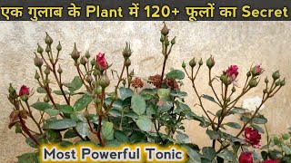 Best Fertilizer For Rose Plant  एक बार देते ही सैकड़ों फूल खिल गए  Rose Gardening Secret [upl. by Eirlav]