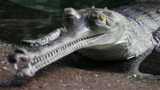 Gharial Conservation at the Bronx Zoo [upl. by Fidellas817]