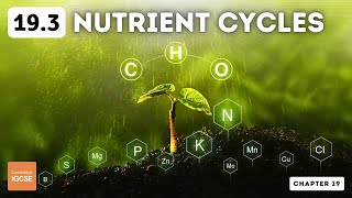 IGCSE Biology  Nutrient cycles 193 [upl. by Ennail181]