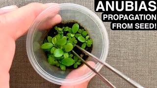 Anubias Propagation from Seed Rare  DIY Emersed Aquatic Plant Farm [upl. by Anitsuga]