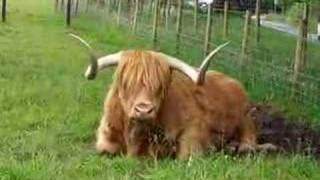 Hamish Scotland highland bull [upl. by Ahsieyn950]