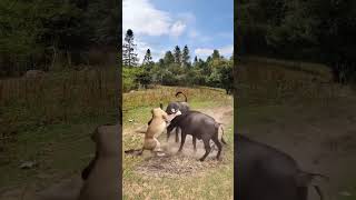 Bison vs lion Wild animals at close range animal fighting power competition [upl. by Esinehs]