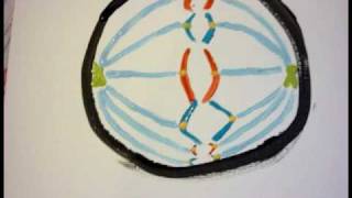 Mitosis amp Meiosis Animation [upl. by Stimson]