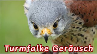 Turmfalke geräusch  Ruf des Turmfalken [upl. by Leahcimauhsoj]