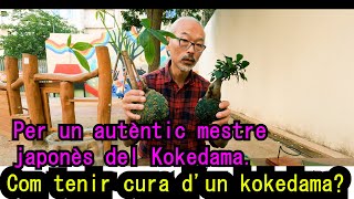 ¿Com tenir cura dun kokedama [upl. by Wait]