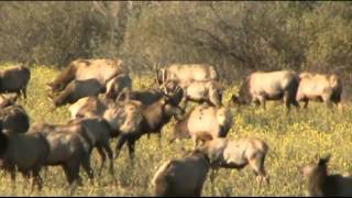 Elk roaming Winslow Hill in Elk County Pennsylvania [upl. by Damiano]