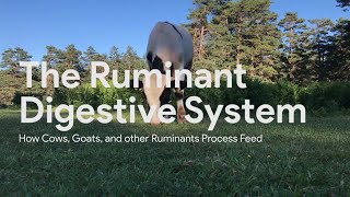 Ruminant Digestion [upl. by Yttiy]