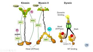 Motor protein Cilia amp flagella [upl. by Delphina835]