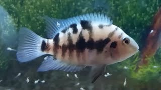 Convict cichlid best tank mates  what fish can you have with convict cichlids [upl. by Iggep]