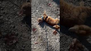 RVing with cats  sunbathing East Tennessee style rvcat rvlife fulltimerv [upl. by Shafer]