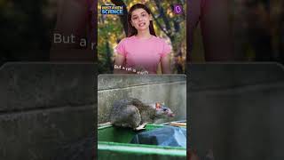 Is This Is A Mouse Or A Rat  BYJUS Mistaken Science shorts [upl. by Ratcliff]