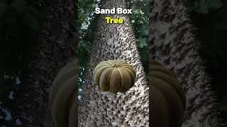 Sandbox Tree is very Harmful 😱 shorts [upl. by Plate213]