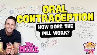 Oral Contraceptives  How Does the Pill Work [upl. by Skricki]