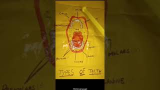 Types of TeethIncisors Canines Premolars Molars [upl. by Etteinotna]