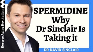 Spermidine  Why Dr David Sinclair Is Taking It  Dr David Sinclair Interview Clips [upl. by Akenahc]