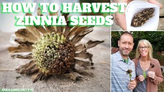 Zinnia Seed Harvesting For Every Gardener [upl. by Ayna]