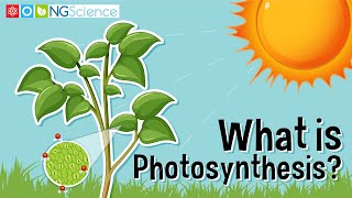 What is Photosynthesis [upl. by Hagai]