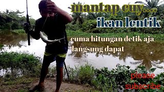 ikan lentikmantap cuy [upl. by Mose]