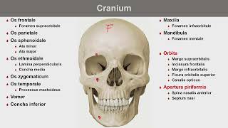 Hlava a krk 3  neurocranium basis cranii interna basis cranii externa splanchnocranium [upl. by Peterman]