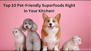 Top 10 Best Dog Foods from the Kitchen [upl. by Bum388]