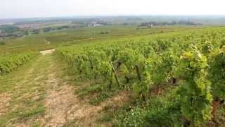 Discover The Red Wines of Burgundy [upl. by Inoek]