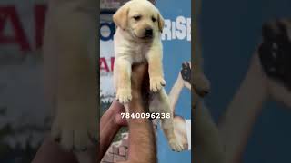 Labradors Puppy Sale 😍 Cute Puppy Sale ☺️ Dog Sale Delhi 😘 [upl. by Heer823]