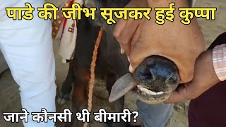 Glossitis ।। swollen tongue ।। Wooden tongue ।। Actinobacillosis in a buffalo calf [upl. by Gneh663]