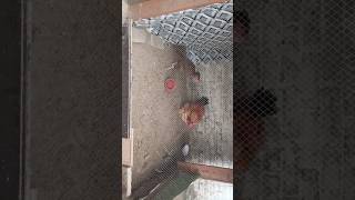 Brown Desi rooster crowing  rooster fight aseel rooster [upl. by Jaan315]